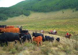 Moving Cows in the San Juan Mountains